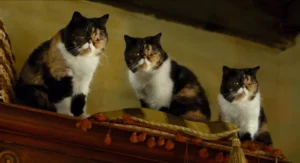 nineLives_stills (10)