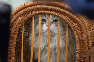 nineLives_stills (51)